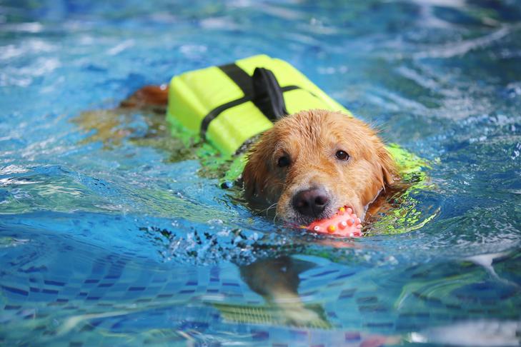 Wagly™ Dog Life Jacket – Premium Safety Vest for Swimming & Boating