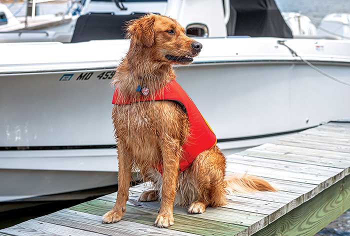 Wagly™ Dog Life Jacket – Premium Safety Vest for Swimming & Boating