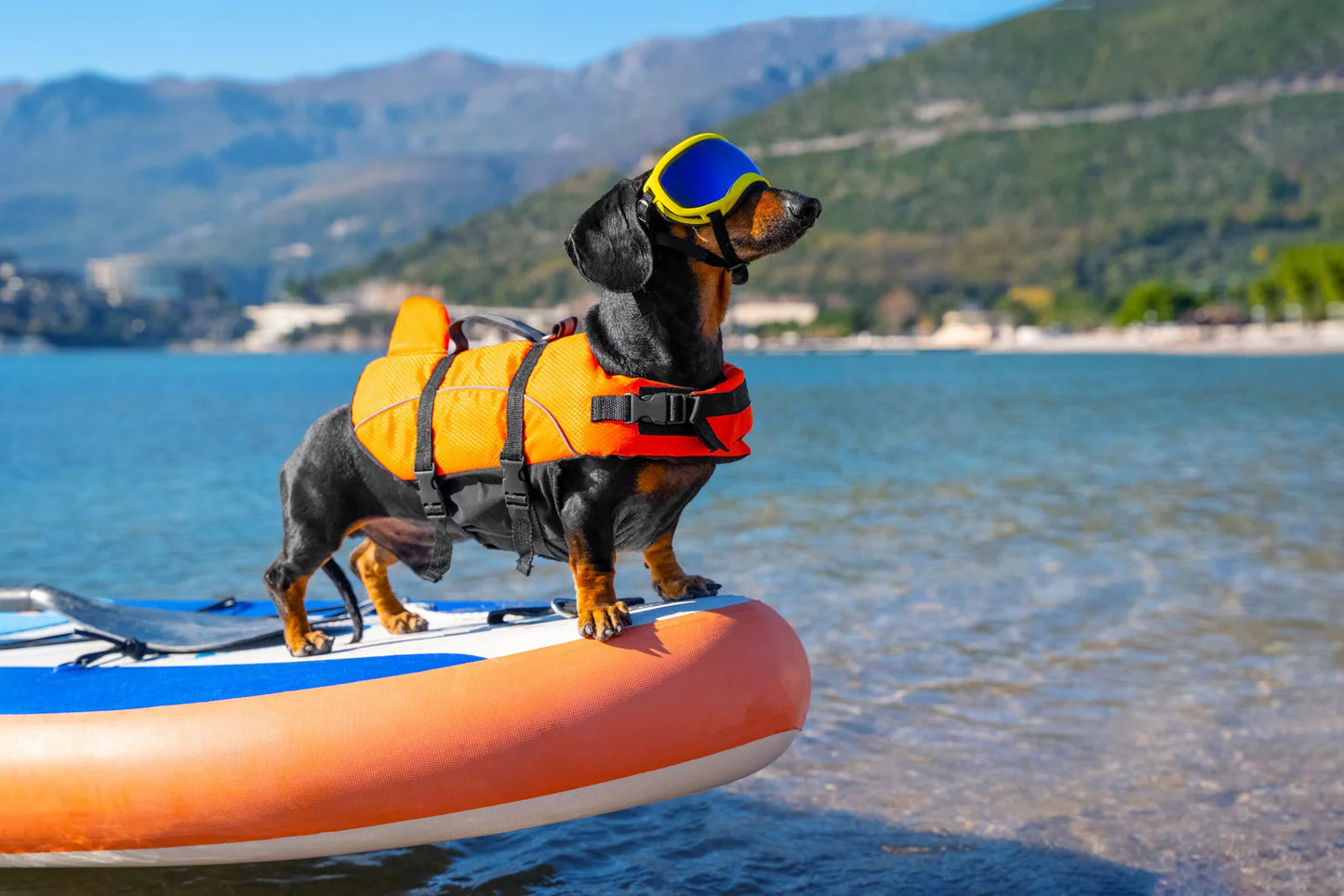 Wagly™ Dog Life Jacket – Premium Safety Vest for Swimming & Boating